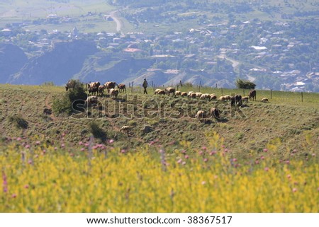 Shepherd herding sheep around Akhaltsikhe in the Caucasian Republic of Georgia.