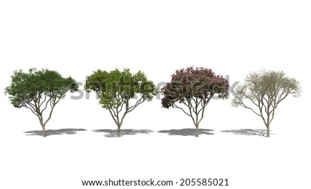 3D computer rendered illustration Rain Tree, Samanea saman Four Seasons