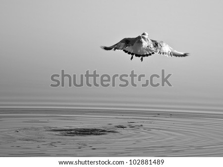 Black-headed Gull  causing ripples on smooth water in a black and white image