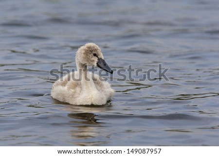 Mute Swan cygnet swimming on rippled water