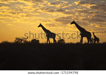 Three Giraffes (Giraffa camelopardalis) silhouetted against a sunrise cloudscape sky in the Kalahari desert, Kgalagadi transfrontier park, South Africa.