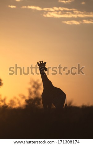 Giraffe (Giraffa camelopardalis) silhouetted against a sunrise sky in the Kalahari desert, Kgalagadi transfrontier park, South Africa.