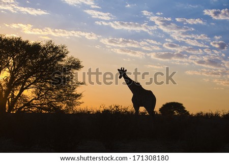 A Giraffe (Giraffa camelopardalis) silhouetted against a sunrise sky in the Kalahari desert, Kgalagadi transfrontier park, South Africa.