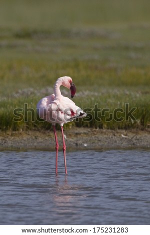 A Lesser Flamingo (Phoenicopterus minor) stood  in water with head turned to the rear, against a blurred natural green background, Southern Africa