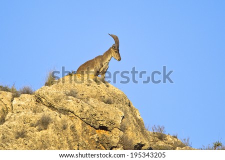 A Spanish (Iberian) Ibex or Wild Goat (Capra pyrenaica) stood on top of a cliff, Andalusia, Spain