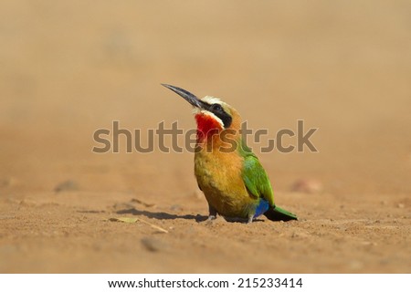 White fronted Bee-eater (merops bullockoides) sat on bare ground looking up, against a plain, blurred natural background