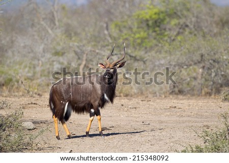 A male Nyala (Tragelaphus angasii) stood, with head turned, against a blurred natural background in Hluhluwe Game Reserve, South Africa