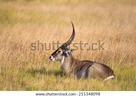 Waterbuck (kobus ellipsiprymnus) sat down, facing left, in marshland grass against a blurred natural setting