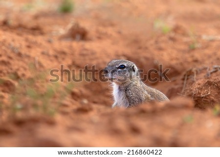 Cape Ground Squirrel or African Ground Squirrel (Xerus inauris) sat in it\'s burrow