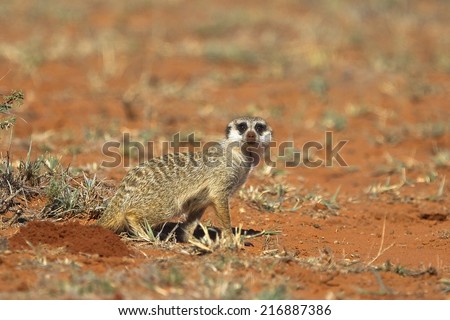 A Meerkat looking at the camera, on bare red desert sand against a blurred natural background, it\'s nose covered in sand, Kalahari Desert, South Africa