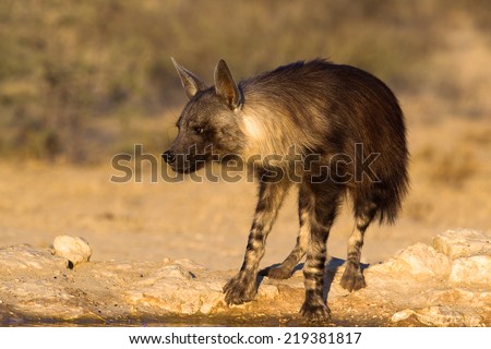 A Brown Hyena (Hyaena brunnea) standing at a waterhole, water dripping from it\'s mouth, Kalahari Desert, South Africa