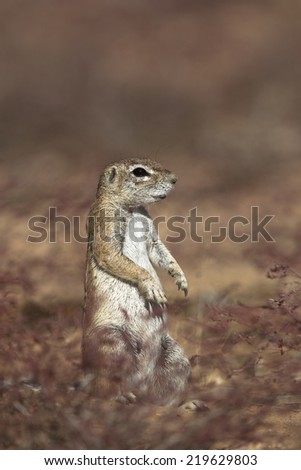 Cape Ground Squirrel or African Ground Squirrel (Xerus inauris) sat upright in short vegetation with a blurred natural background, South Africa