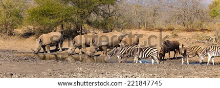 A group of animals drinking at a waterhole in South Africa including, White Rhino, Blue Wildebeest, and Plains Zebra