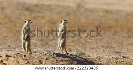 Two Meerkats on alert against a blurred natural background, Kalahari Desert, South Africa