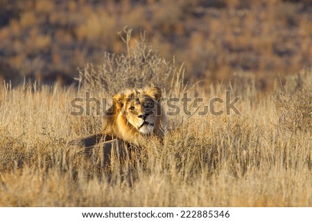 Male Lion (Panthera leo) lying down in dry grassland looking at the camera, Kalahari Desert, South Africa