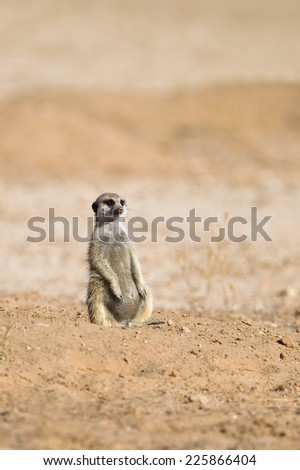 Meerkat sat upright against a blurred natural background, Kalahari Desert, South Africa