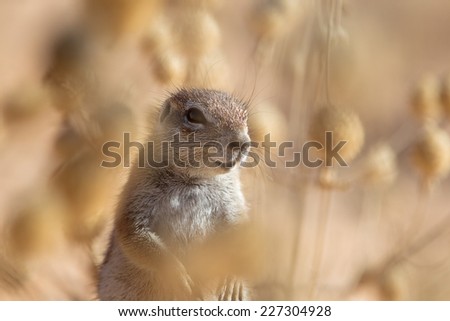 Cape Ground Squirrel also known as African Ground Squirrel (Xerus inauris) in desert vegetation, against a blurred natural background, South Africa