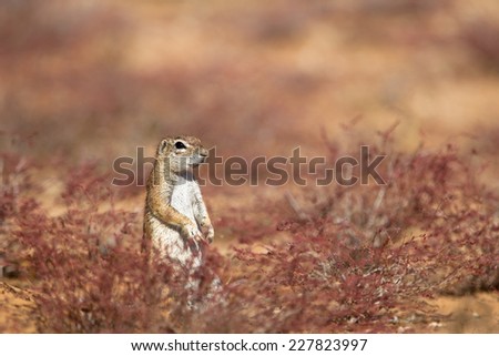 Cape Ground Squirrel also called African Ground Squirrel  (Xerus inauris) sat amongst vegetation, South Africa