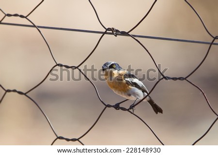 A female Pririt Batis (Batis pririt) perched on a wire fence against a blurred natural background, Kalahari desert, South Africa