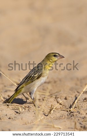 A female Southern masked Weaver also known as African masked Weaver (Ploceus velatus) stood on sandy ground against a blurred natural background, Kalahari desert, South Africa