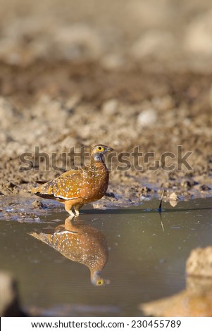 Burchell\'s Sandgrouse (pterocles burchelli) standing in water, with reflection, Kalahari desert, South Africa