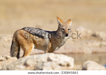 Black backed Jackal (Canis mesomelas) standing at a waterhole, with water dripping from it\'s mouth, Kalahari desert, South Africa