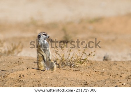 A Meerkat sat upright against a blurred natural background, Kalahari Desert, South Africa