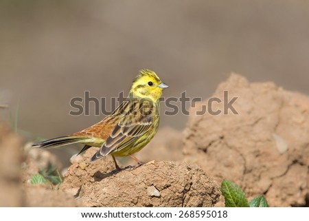 A male Yellowhammer (Emberiza citrinella) perched on bare ground, looking right, against a blurred natural background, East Yorkshire, UK
