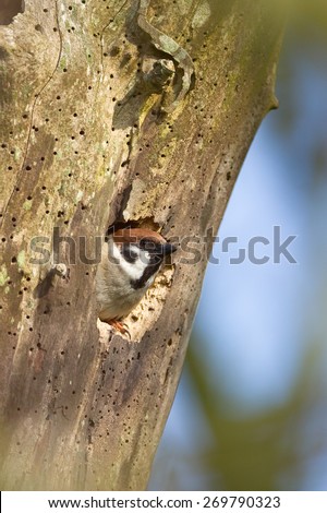 A Eurasian Tree Sparrow (Passer montanus) looking out of it\'s nesting hole in a dead tree trunk, which is full of woodworm holes, against a blurred natural background