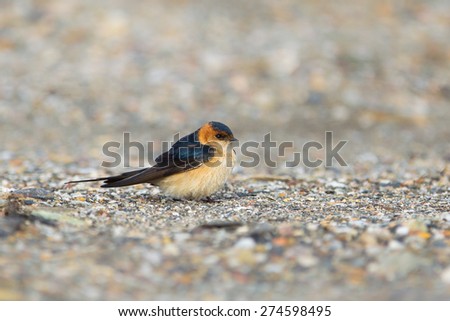 A Red rumped Swallow (Hirundo daurica) resting on the ground, facing right, against a blurred background and foreground of small pebbles, Andalucia, Spain