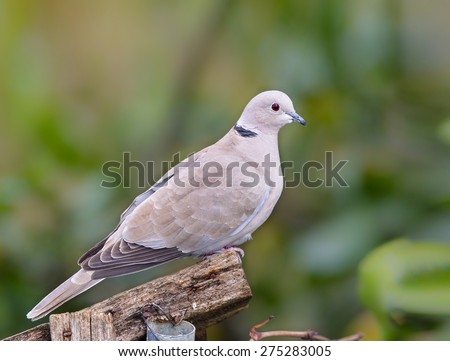 A Collared Dove (Stretopelia decaocto) perched on a garden fence against a green, blurred natural background, UK