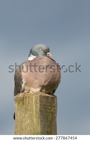 Wood Pigeon (Columba palumbus) perched on wooden post against a blurred clear sky background, UK