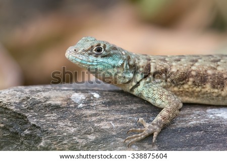 A close up of an Amazon lava Lizard also known as Eastern collared spiny Lizard (Tropidurus torquatus) on a rock, against a blurred natural background, Pantanal Brazil