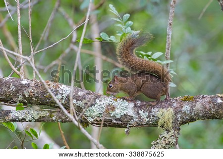 A Guianan Squirrel also known as Brazilian Squirrel (Sciurus aestuans) on a lichen covered tree branch, Atlantic rainforest, Brazil