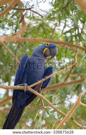 A close up of a Hyacinth macaw (Anodorhynchus hyacinthinus), perched in a tree , Pantanal, Brazil