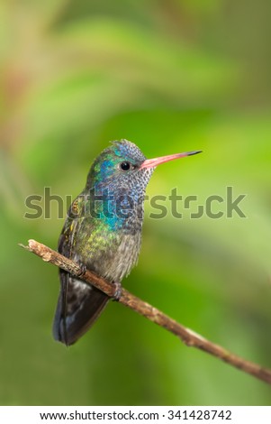 White chinned Sapphire (Hylocharis cyanus) perched on a twig against a bright natural, blurred background, Atlantic rainforest, Brazil