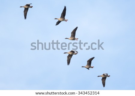 A small flock of Pink footed Geese (Anser brachyrhynchus) in flight against a pale blue sky, UK