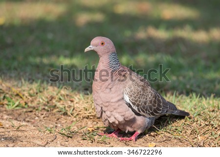 A Picazuro Pigeon (Patagioenas picazuro) on the ground in short grass, against a blurred natural background, Brazil