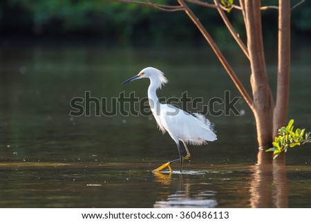 An adult Snowy Egret (Egretta thula) with breeding plumes, wading in water amongst flooded forest trees, Pantanal, Brazil