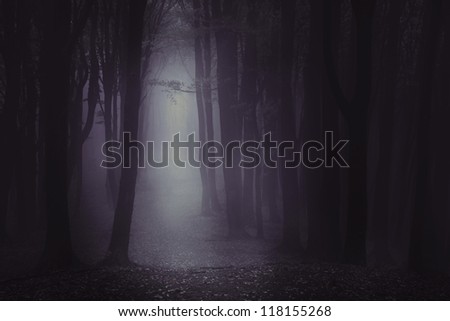 Dark forest | Moody fog into the autumnal forest | Album and book cover