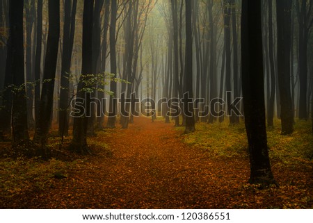 Foggy forest in an autumn day | Nature wallpaper