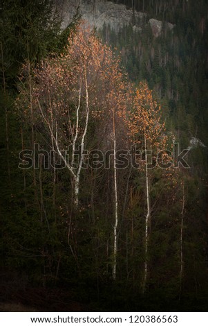 Autumn in the forest | Detail of trees with red leaves and white trunks | Nature wallpaper