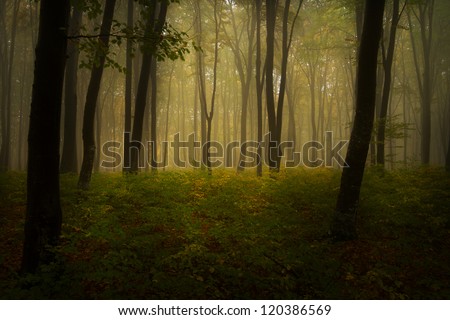 Foggy forest in an autumn day | Nature wallpaper