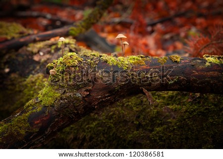 Details with mushrooms in autumn | Nature wallpaper