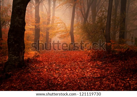 Beautiful forest during a foggy autumn day | late autumn in November