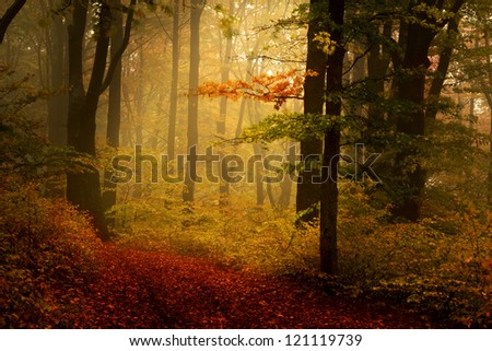 Beautiful forest during a foggy autumn day | late autumn in November