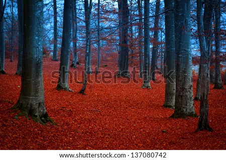 Mystic Forest With Red Leaves And Blueish Atmosphere (Fairytale)
