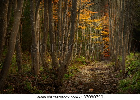 Mystic forest with red leaves and blueish atmosphere (fairytale)