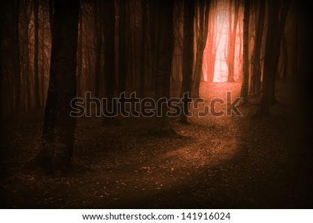 Dark, mystic, magic, fairytale trails into the forest into an autumn foggy day