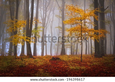 Foggy mystic forest during fall